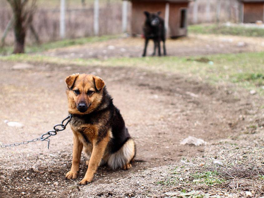 În România, câinii sunt considerați „bunuri mobile”. Foto: ID 109722119 ©
Gábor Kenyeres | Dreamstime.com