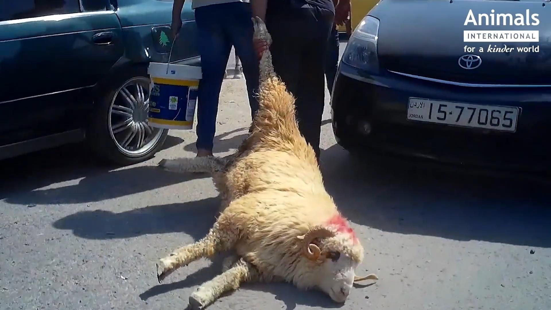 Pe lângă condițiile foarte dure de transport, odată ajunse la destinație, animalele sunt vândute în condiții improprii în piețe deschise și sacrificate fără niciun fel de norme privind evitarea suferinței, ca în UE