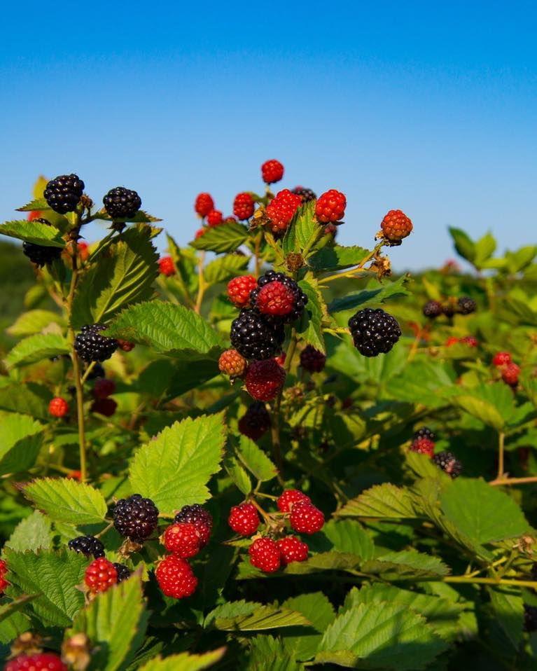 FOTO Facebook Abund Berry