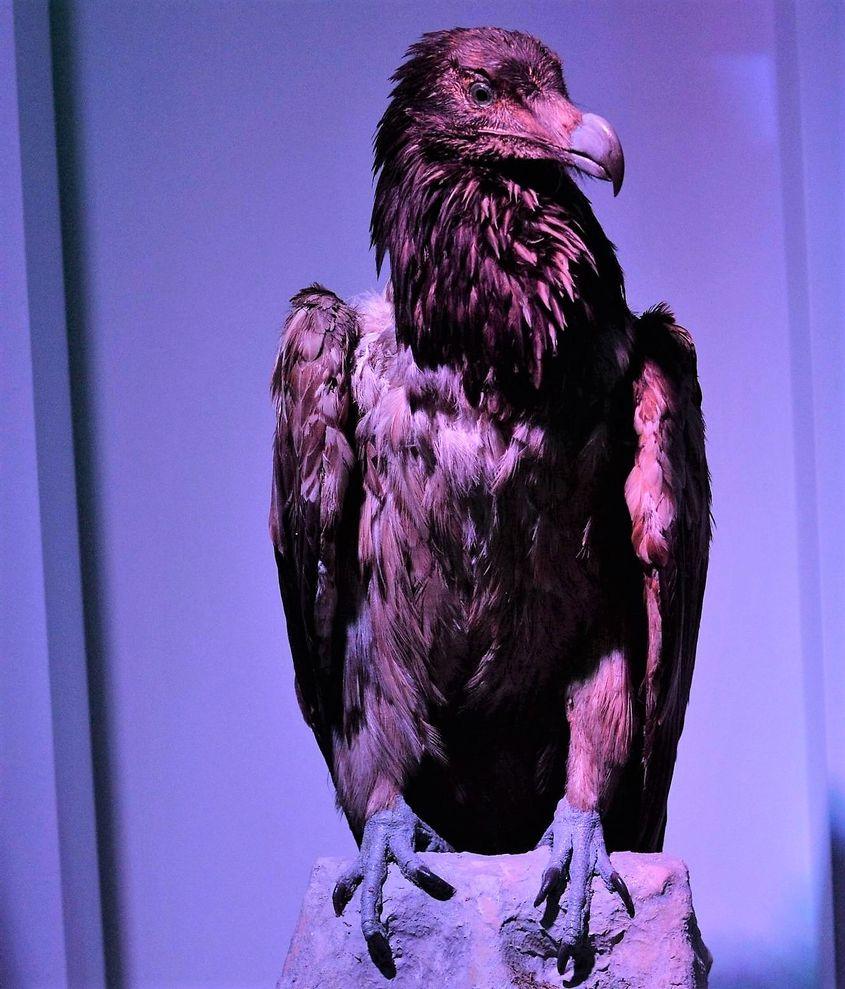 Juvenilul de la „Antipa”. Foto: Lucian Muntean