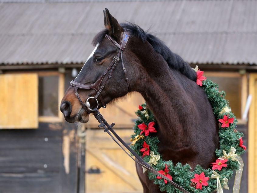 ID 135168198 | Dreamy Horse © Accept001 | Dreamstime.com