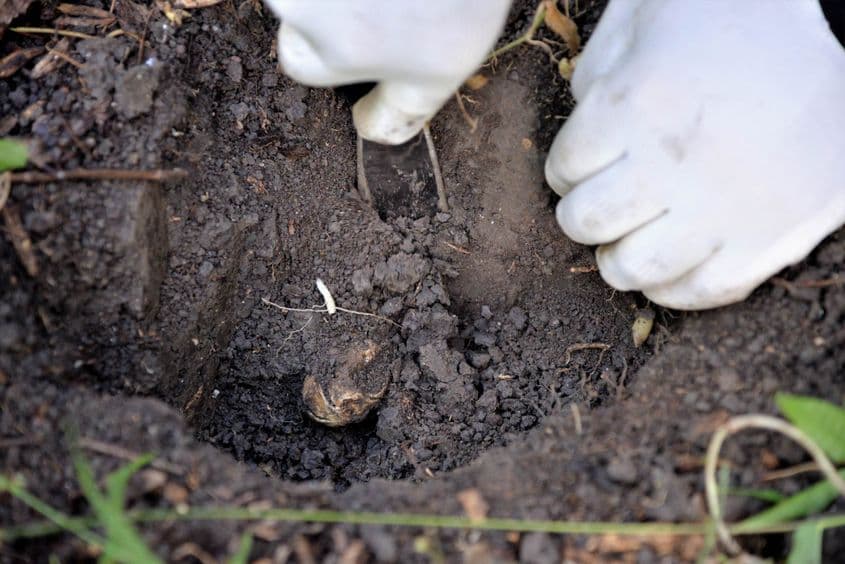 Operație de mare finețe pe inima pădurii. Foto: Lucian Muntean