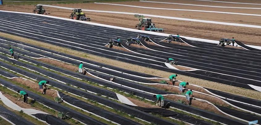 Munca la culesul sparanghelului presupune efort fizic Sursa: captura YouTube