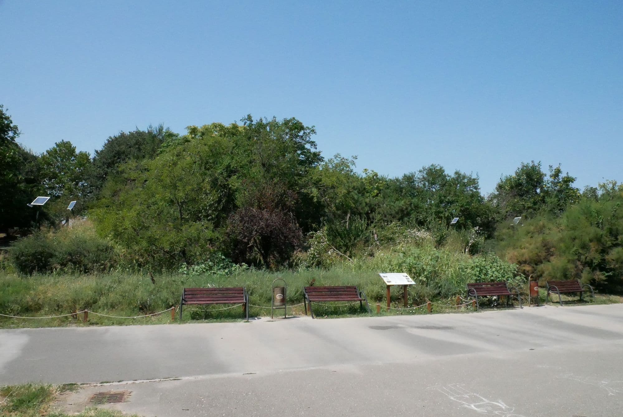 Grădina de ploaie din parcul Tineretului, proiect al <a target="_blank" href="https://parculnaturalbucuresti.ro/" data-type="URL" data-id="https://parculnaturalbucuresti.ro/" target="_blank" rel="noreferrer noopener">Asociației Parcul Natural București</a>. Foto: Norbert Nemeș
