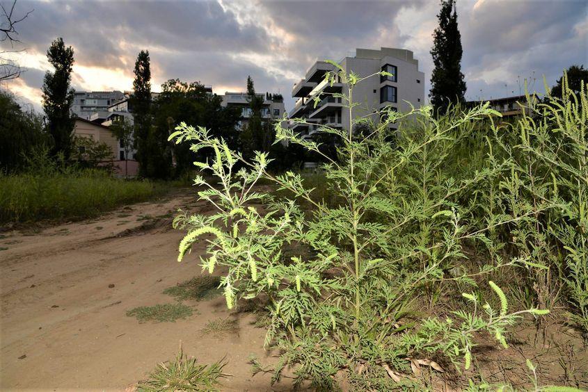 Foto: Lucian Muntean