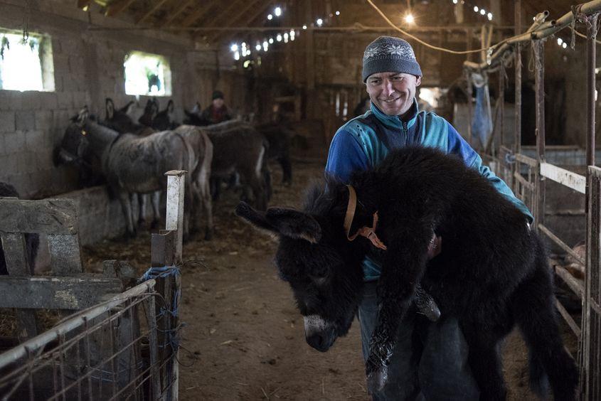 Trichișor e scos pe pajiștea de lângă grajd.