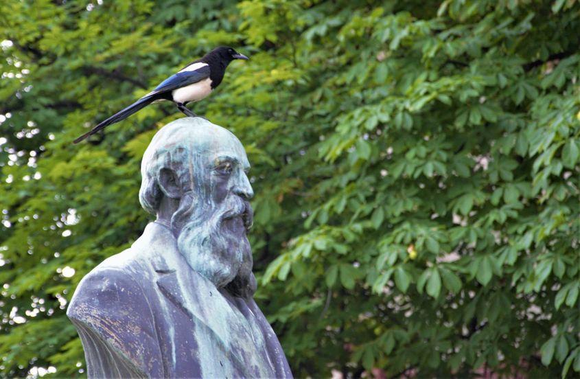 Se spune despre genii că au o păsărică la cap. La Hasdeu se vede.