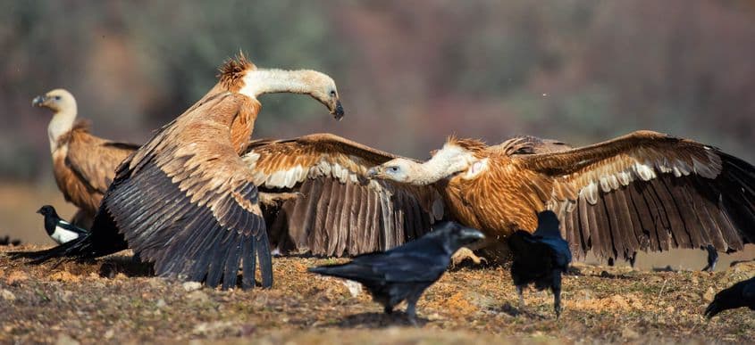 Rățoială între doi vulturi suri. Foto: Dreamstime / Svetlana Ivanova