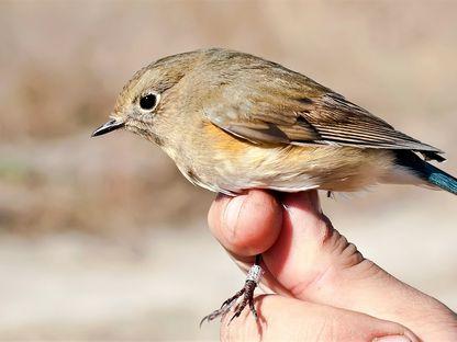 Premieră pe țară: un măcăleandru albastru