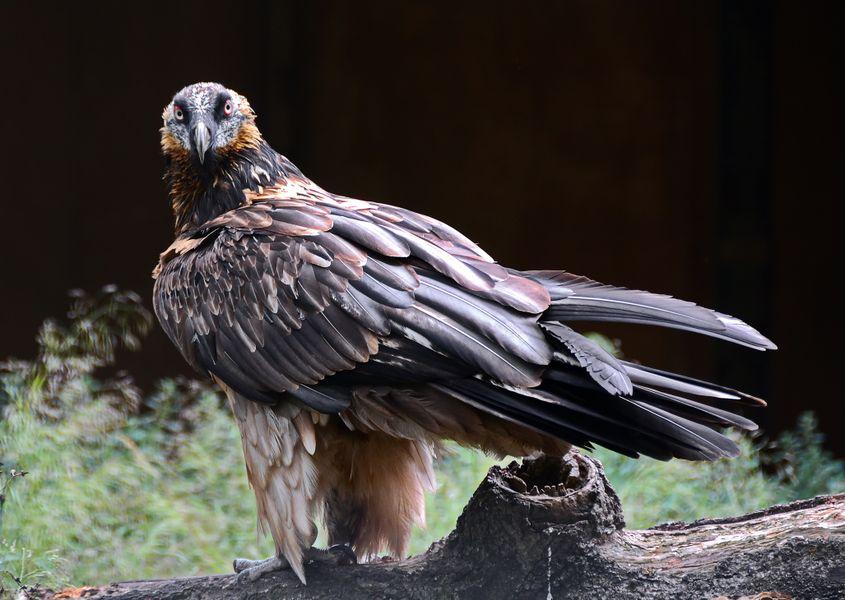 „Acesta e un individ în stadiu de subadult mai avansat decât Adonis”, explică biologul Sebastian Bugariu. Foto: Dreamstime.com/Andrei Stancu