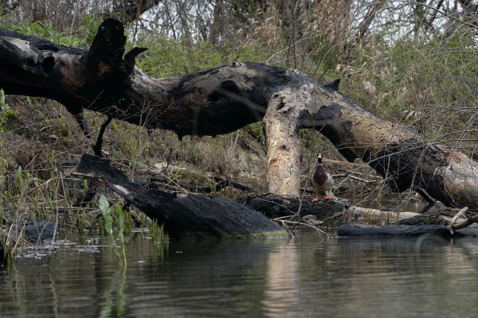 Urmările incendiilor de vegetație care au afectat zona Canalul Olguța. Foto: Andreea Câmpeanu