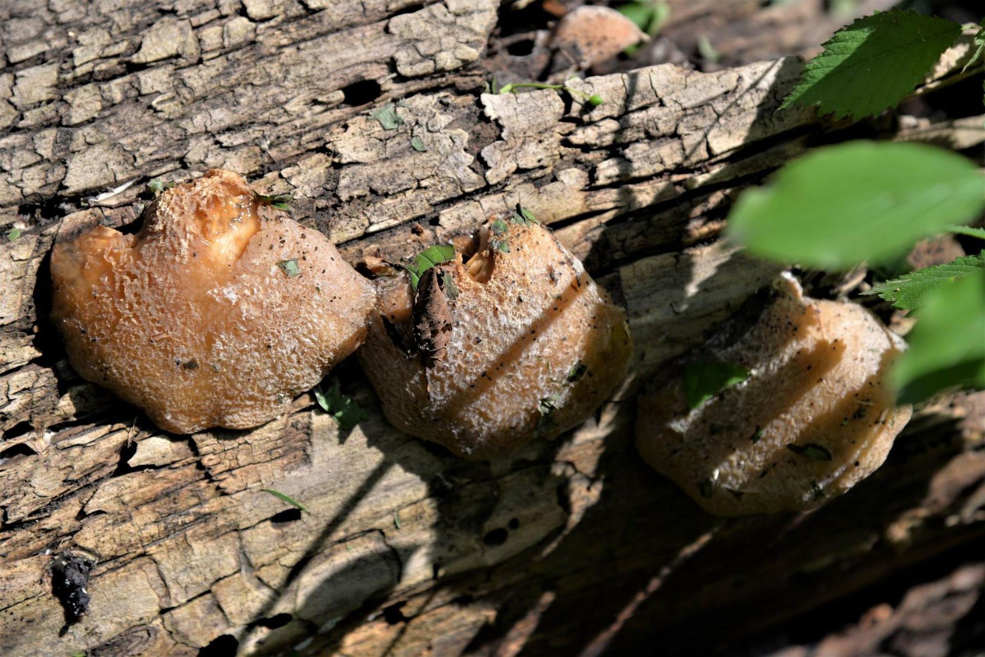 Parcul Sticlăriei din Sector 2, București. Foto Lucian Muntean