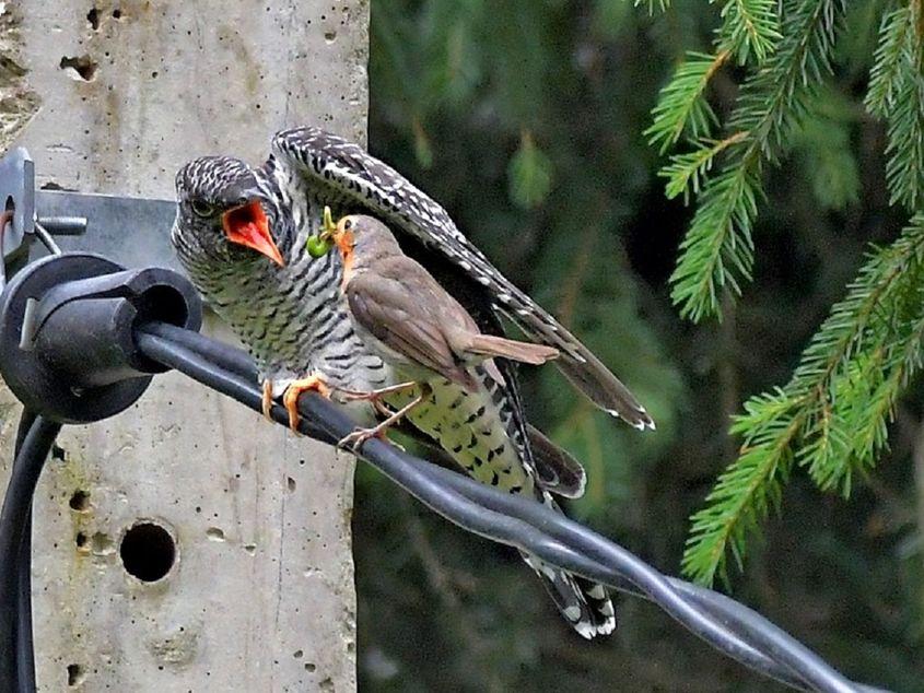 Un tânăr cuc (în stânga), hrănit de un măcăleandru adult. Foto: Szabo József Iosif
