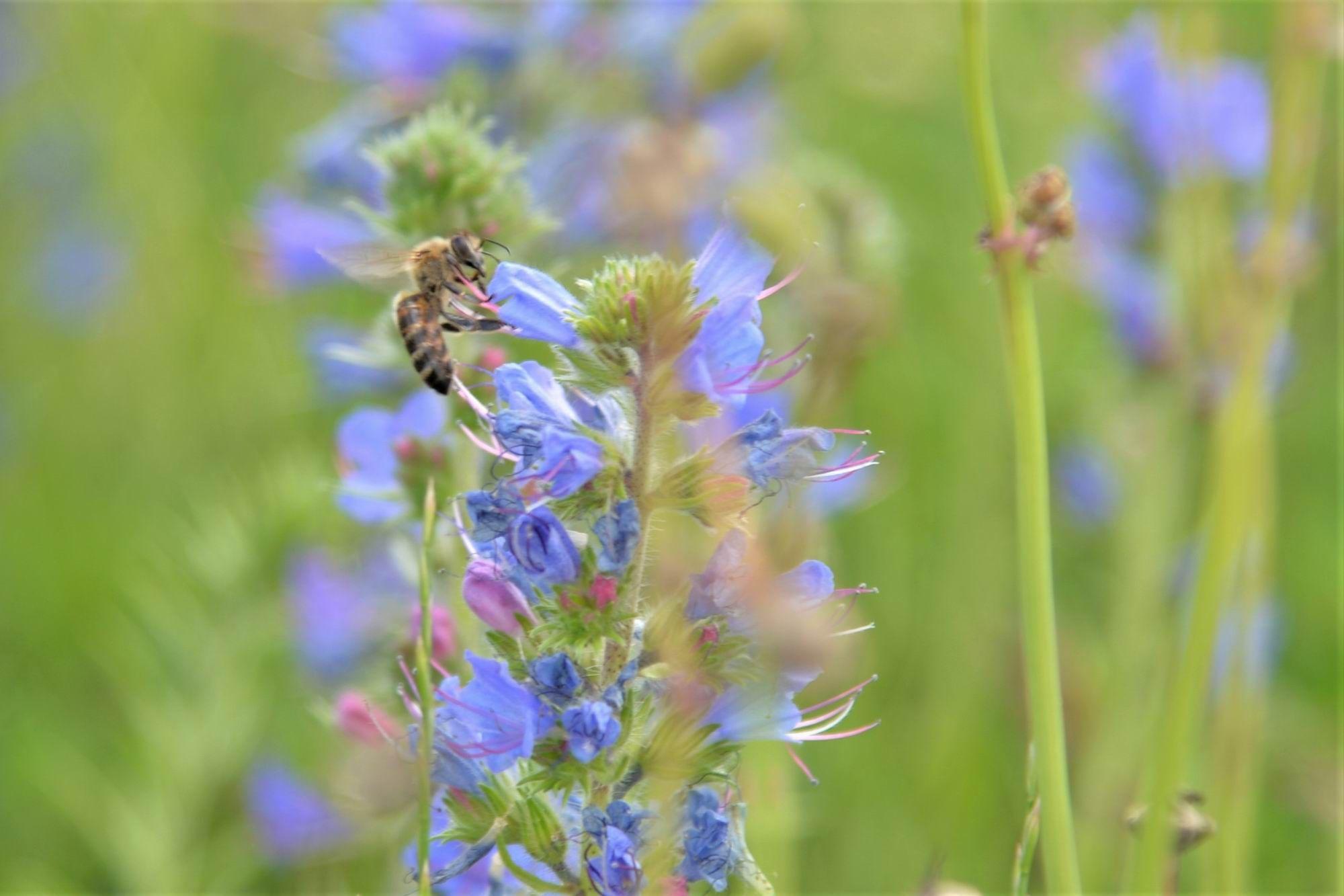 Pe acoperișurile verzi din București bâzâie insectele. Foto: Lucian Muntean