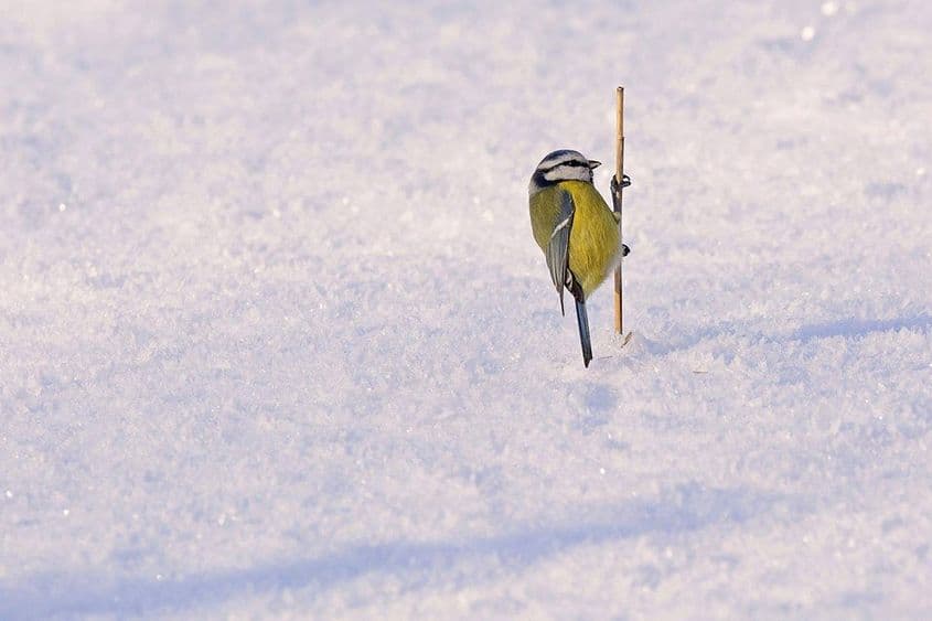 Pițigoi albastru. Când nu sunt stresați, pițigoii au pulsul de aproximativ 10 bătăi pe secundă. Foto: Marius Iana