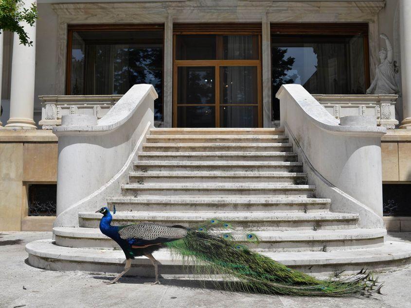Capul familiei de păuni din curtea Palatului Primăverii. Foto: Lucian Muntean