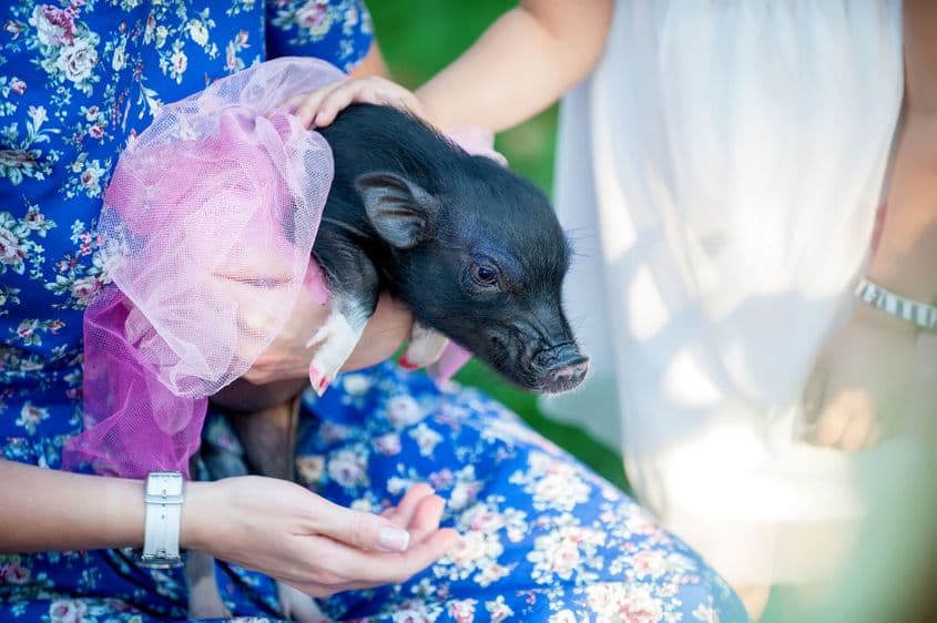 Aceiași vietnamezi care mănâncă pisici și câini pot ține ca animal de companie o rasă de porci crescuți în acest scop, cu speranță de viață și inteligență similară cu a câinilor © N Po | <a target="_blank" rel="noreferrer noopener" href="https://www.dreamstime.com" target="_blank">Dreamstime.com</a>