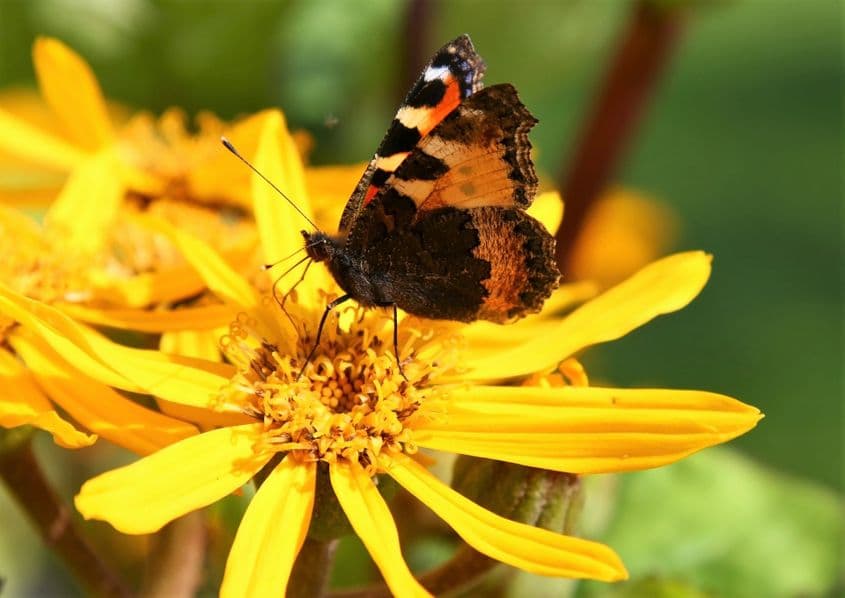 Foto: Dreamstime/Intst