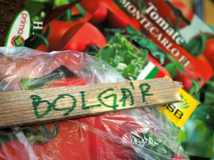 Așa va arăta plăcuța însoțitoare răsadurilor cu soiul bulgăresc din roșia adusă de la Varna.