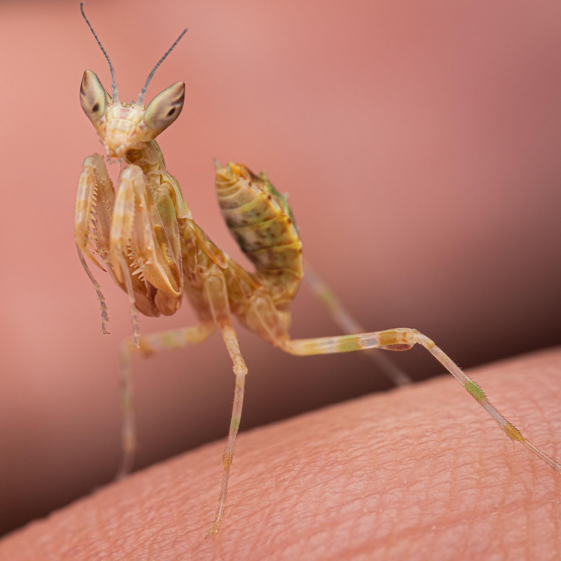 Foto: Eduard Florin Niga