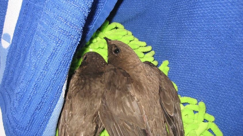 Pentru un timp, Emeril (în dreapta) a fost „colegă de cameră” cu o drepnea palidă. Foto: Mihaela Stahl