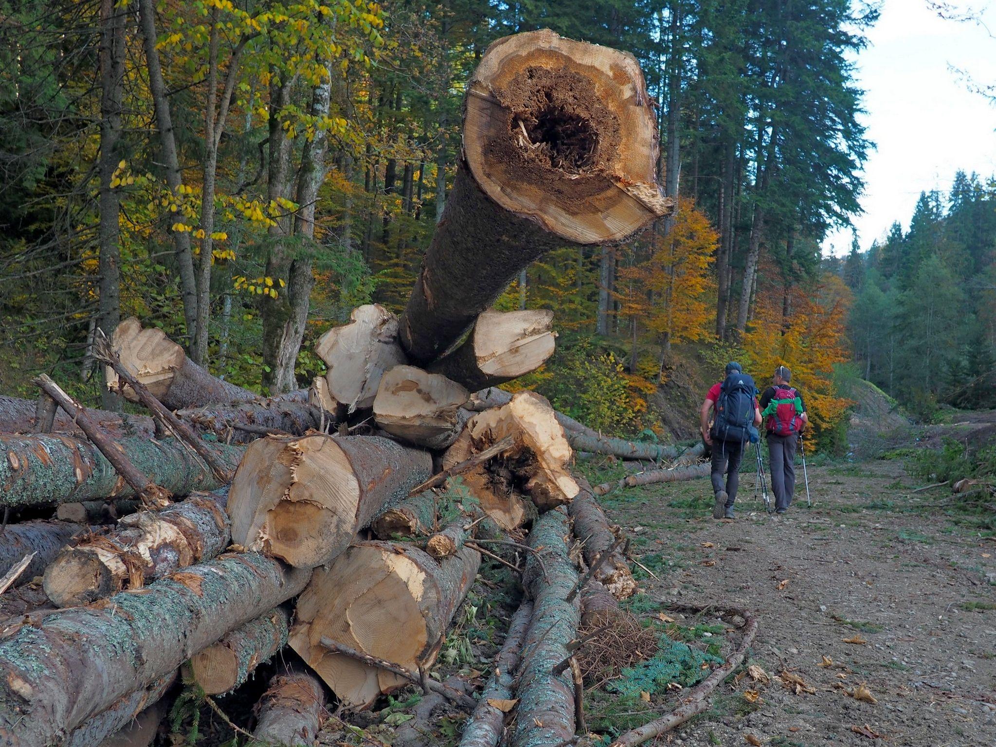 Peisaj tipic abuzat de defrișări undeva între Putna și Sucevița