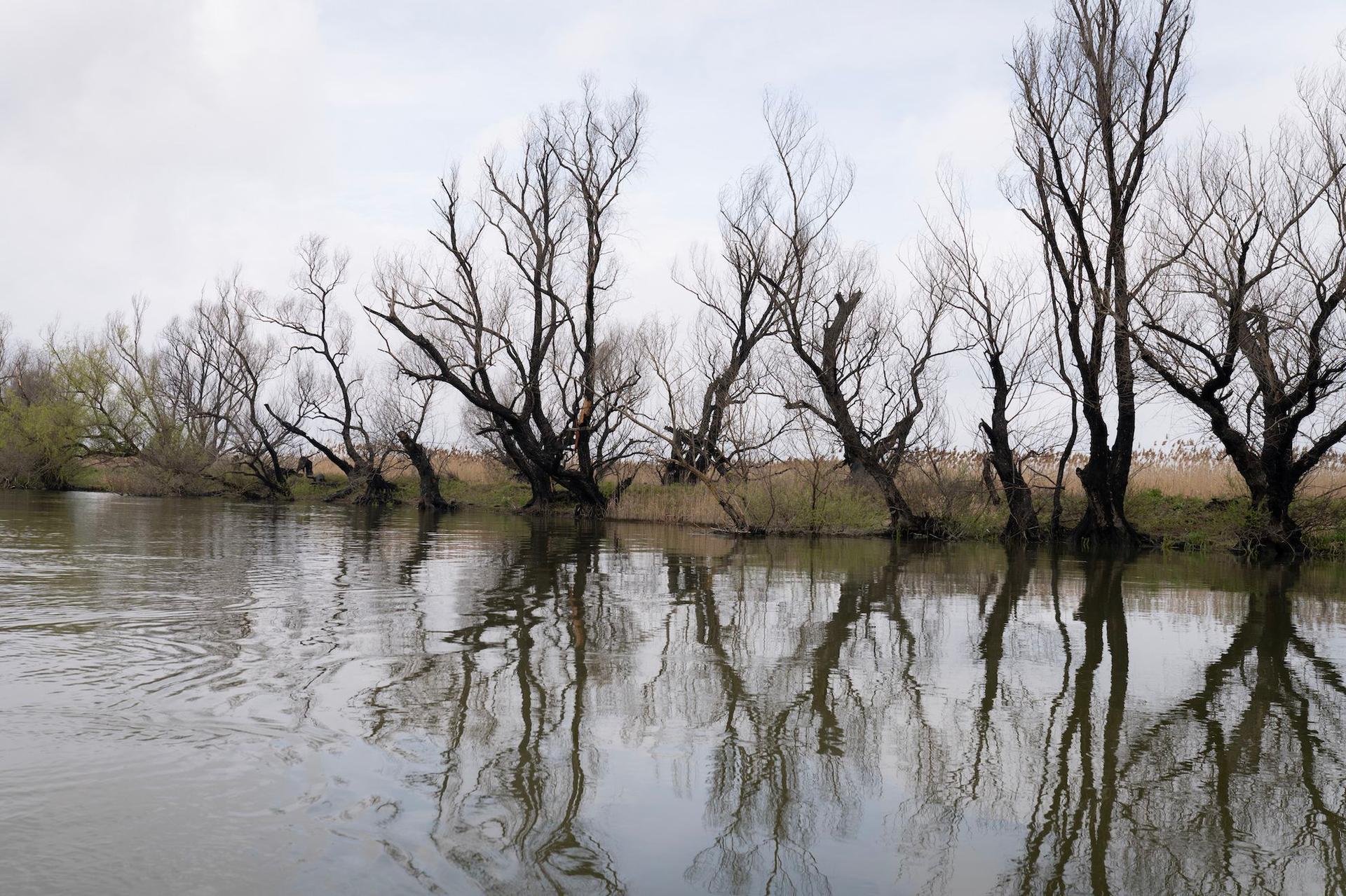 Efectele incendiilor din 2022. Printre porțiunile arse de vegetație, stuful noul înverzește. Nu același lucru se poate spune despre arborii prinși în incendiu. În apropiere de Gorgova, pe 6 aprilie, 2023. Foto: Andreea Câmpeanu