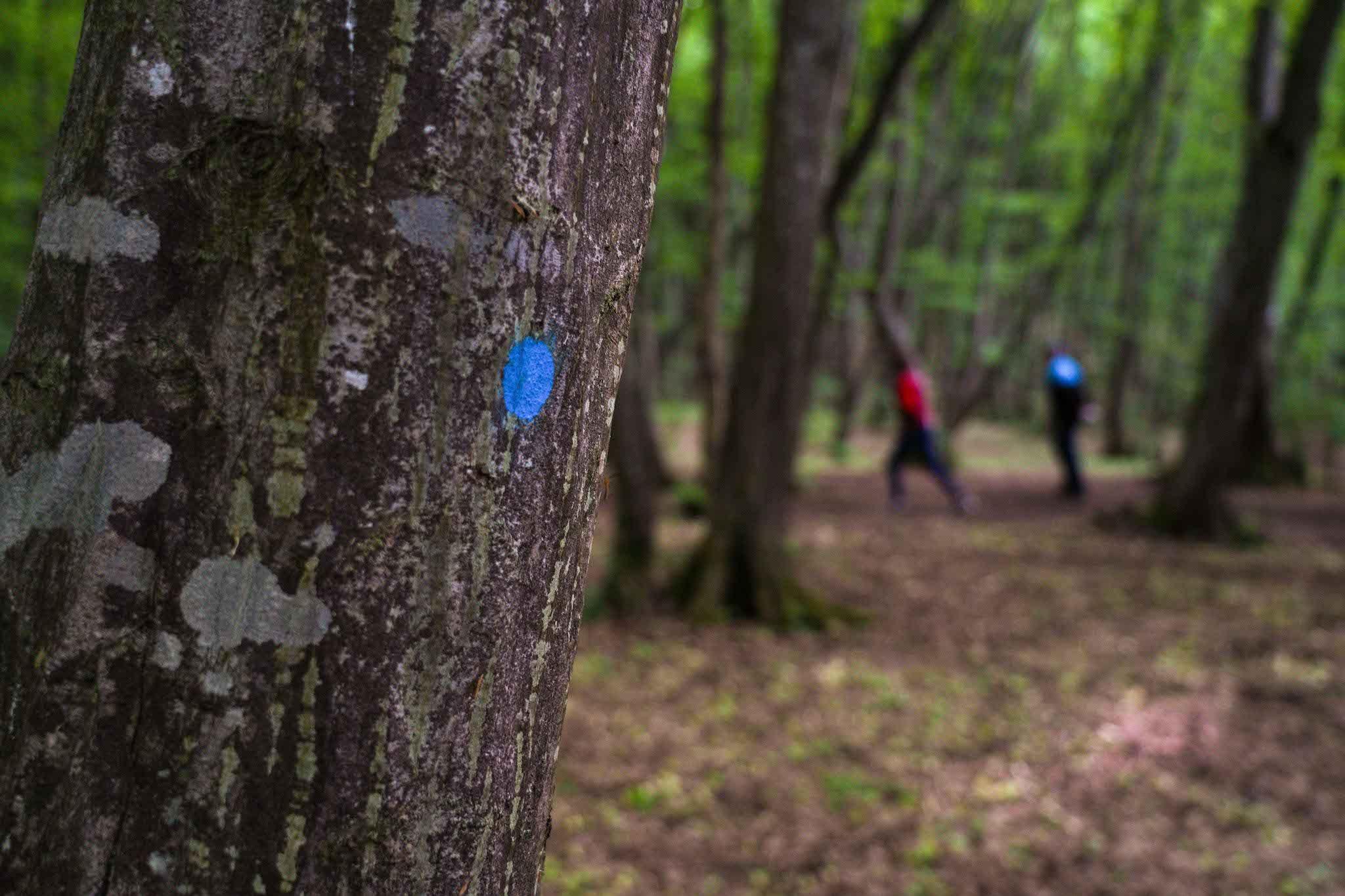 Copaci din Făget marcați cu vopsea albastră pentru a fi tăiați, ca să facă loc Centurii metropolitane. Foto: Raul Ștef (c)