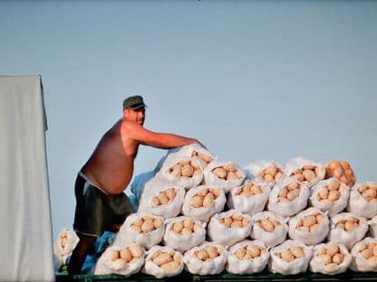 Paradoxul Lungulețu: de ce sunt falimentari agricultorii care produc 5% din cartofii României