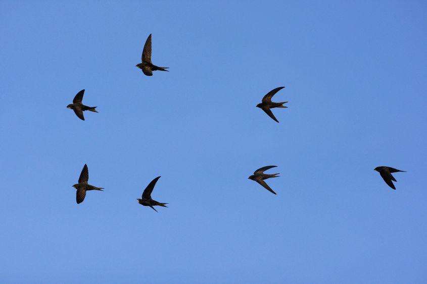 Drepnele negre. Foto: Dreamstime/Mikelane45