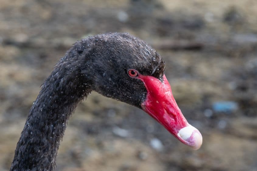 Unele televiziuni de știri acreditează ideea că un candidat extremist vine puternic din urmă. foto: 341558067 | Black Swan © David Steele | Dreamstime.com