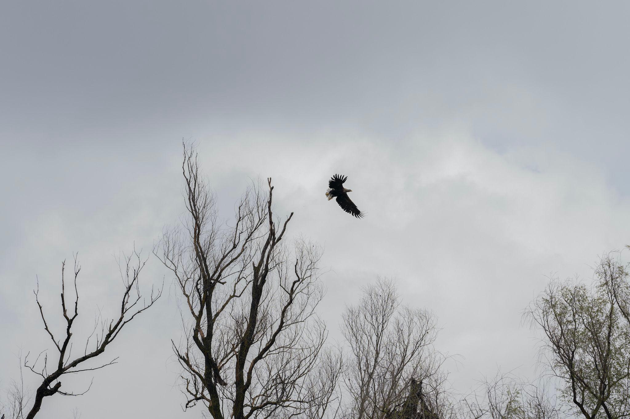 The red-tailed eagle remains in the delta all year round, so its nests are at risk of being damaged by bushfires. Photo: Andreea Câmpeanu
