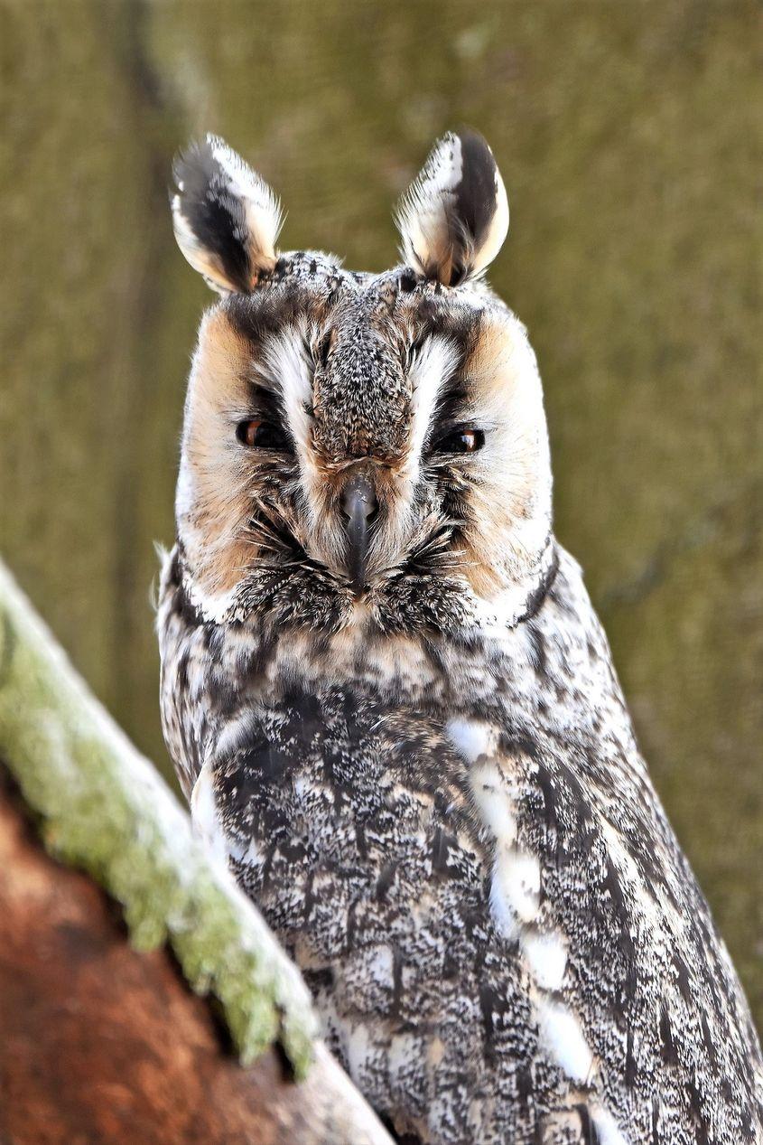 Foto: Dreamstime / Dennis Jacobsen