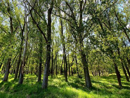 Se pregătește un satelit românesc care va monitoriza tăierea pădurilor. Interviu cu Adrian Dumitrescu, director tehnic la Romanian Space Initiative