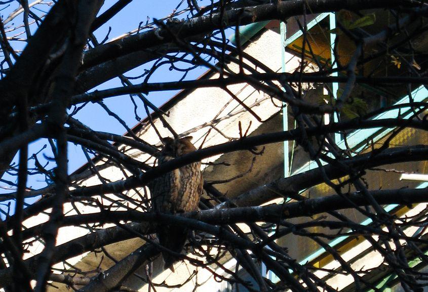 27 decembrie 2015. Castanul de lângă fostul magazin Sport s-a scuturat de frunze. Nu și de bufnițe.