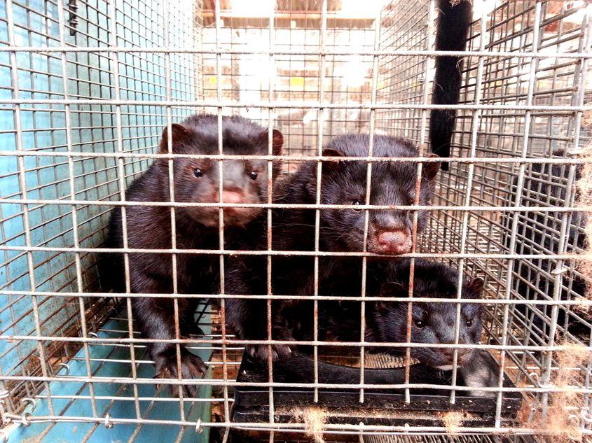 Nurci în cușcă, crescute pentru blană. Foto: ID 80019700 © 
Michael Meijer | Dreamstime.com