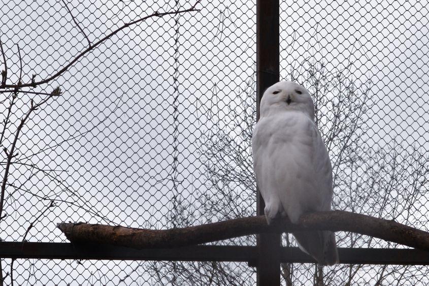 Masculul de bufniță polară, singur în volieră la Zoo București, în martie 2017. Foto: Lucian Muntean