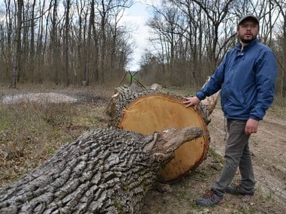 Cum dispar, cu acte, ultimele rămășițe din Codrii Vlăsiei: „Nu vom mai avea pădure, ci un boschet”