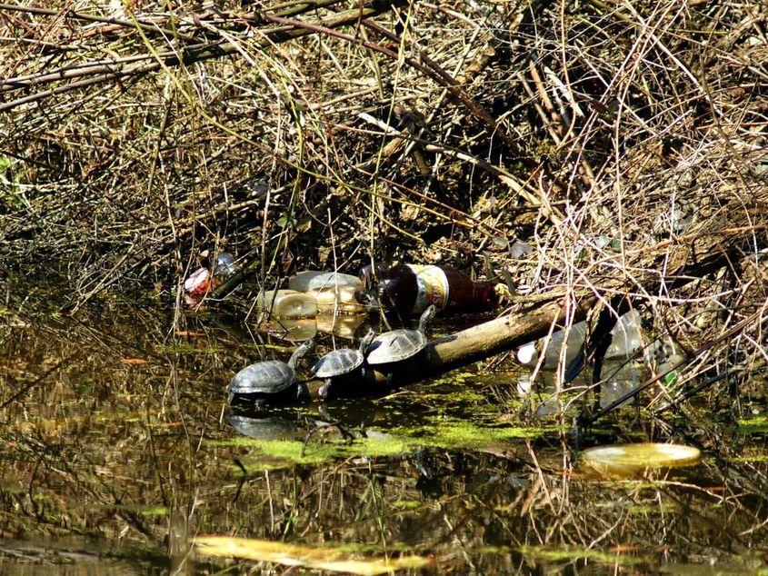 Foto: Asociația Mai Mult Verde