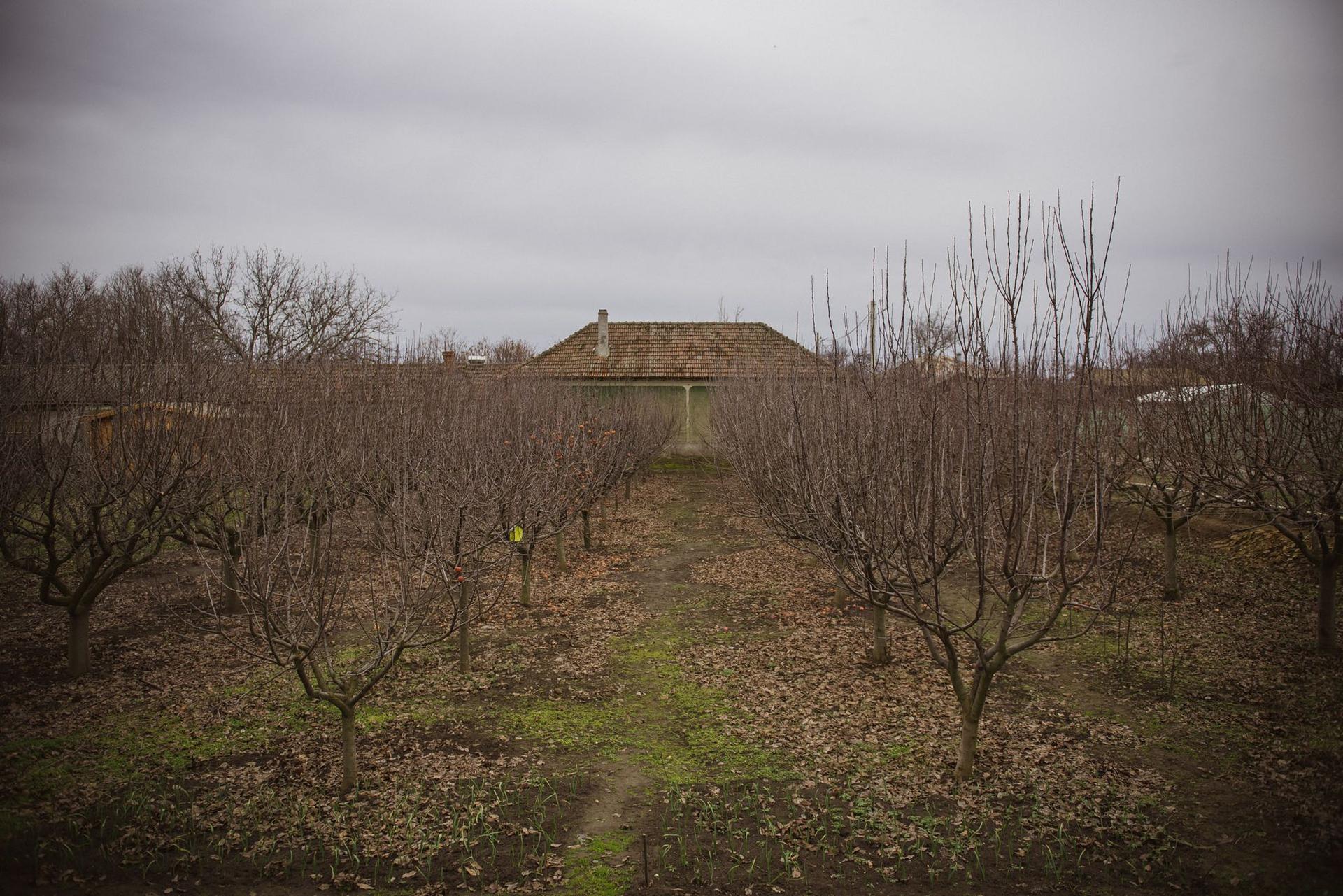 În jurul casei se întinde o livadă, într-un colț al grădinii se poate și campa sau sta într-o căsuță de glamping construită chiar de Octavian, care e aproape gata.