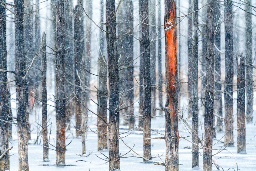© Gheorghe Popa