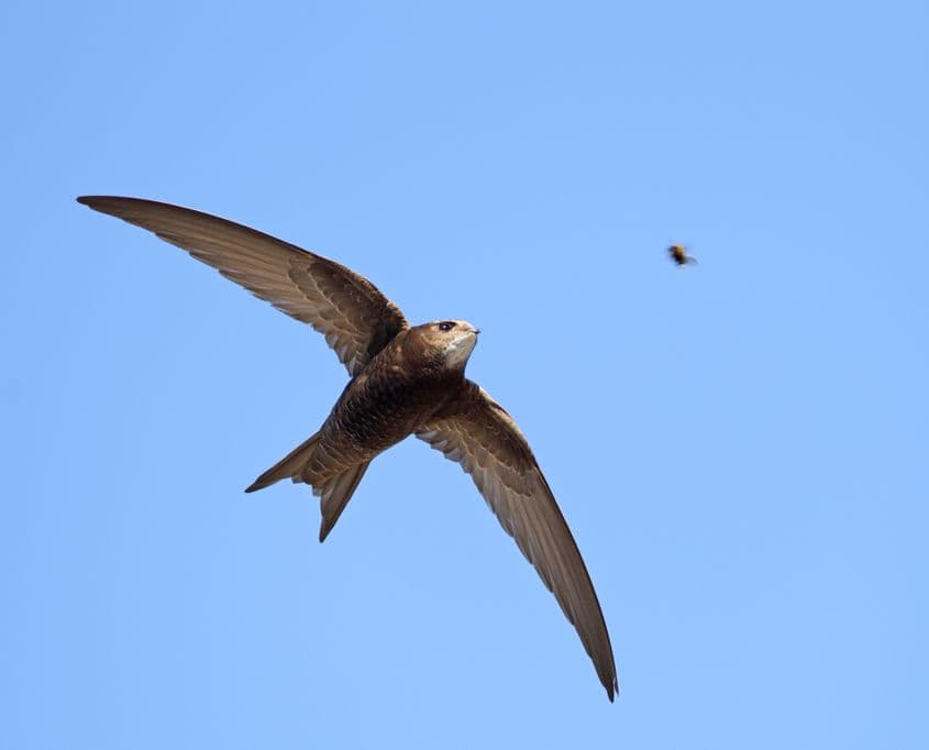 Foto: Dreamstime/Farmdogfan