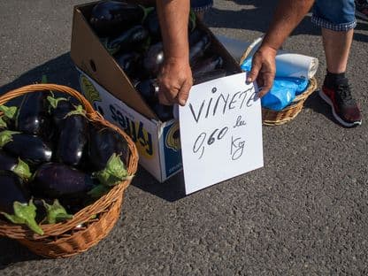 Știri din cealaltă Românie: cercetătorii din Buzău cultivă soiuri de vinete pierdute și stevia, iar în Olt elevii muncesc pe șantier