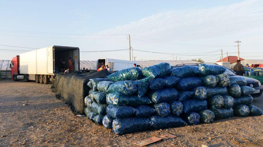 Cornul abundenței are un capăt în Matca. Zilnic, 500 de tone de legume pleacă de aici în țară și în străinătate.