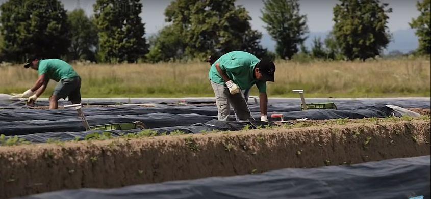 Unii muncitori acceptă să fie plătiți în funcție de cantitatea recoltată pe zi FOTO: captură YouTube