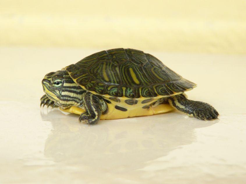 Țestoasă de Florida cu tâmple galbene (Trachemys scripta scripta), juvenil. Foto: Tibor Sos