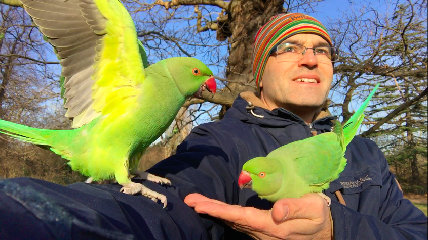 Florin Feneru și doi papagali Psittacula krameri, într-un parc londonez, la începutul acestui an. Foto: Arhiva personală