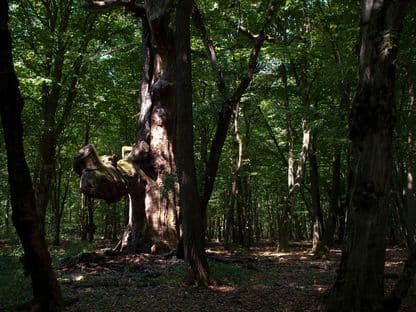 Cum vor arăta Carpații peste 50 de ani?