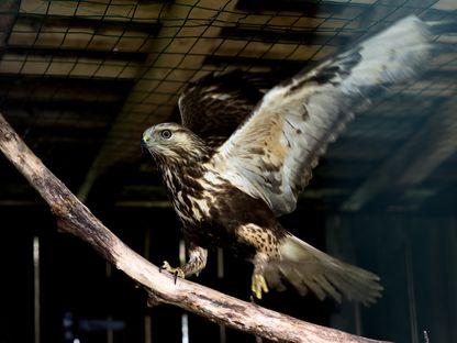 Detectivii sălbaticelor