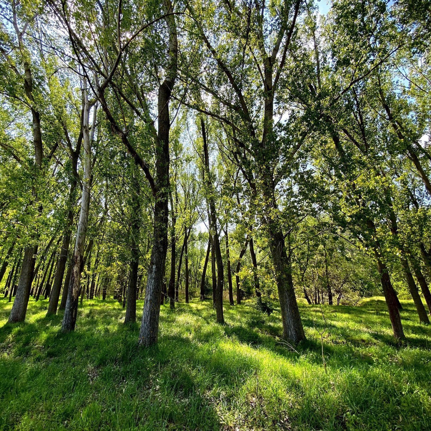Lizierele plantate de-a lungul Dunării îți vor oferi suficientă umbră chiar și la 36 de grade. Foto: Maria Tufan